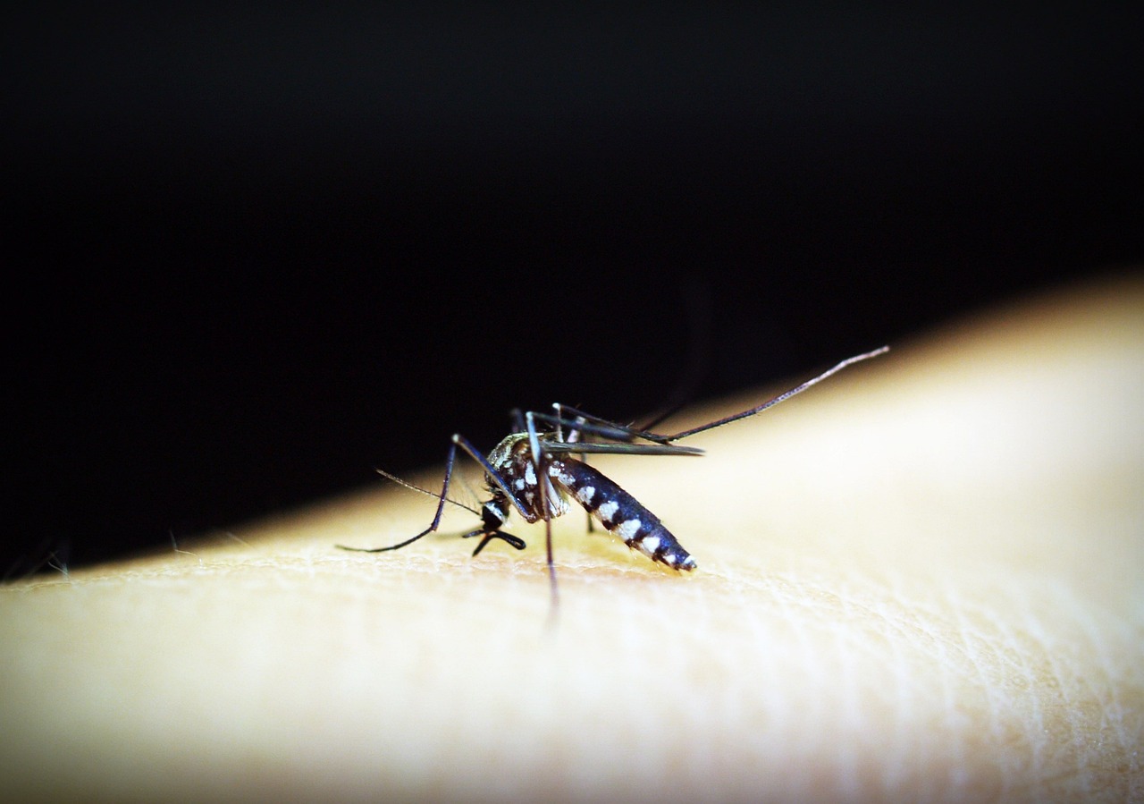 Dengue Ateşi Nedir?