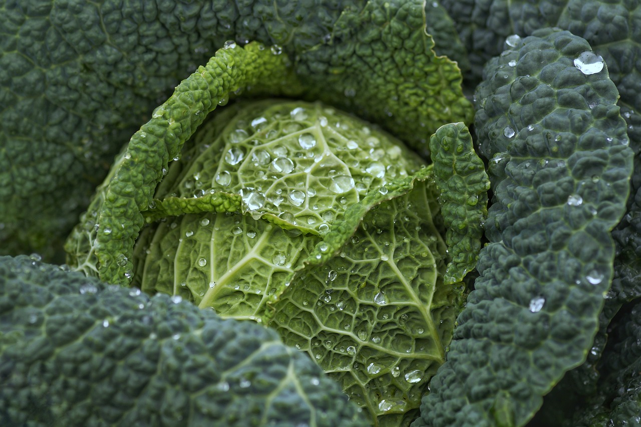 Bağışıklık Sistemi ve B Vitamini: Tahıllar ve Yeşil Yapraklı Sebzeler